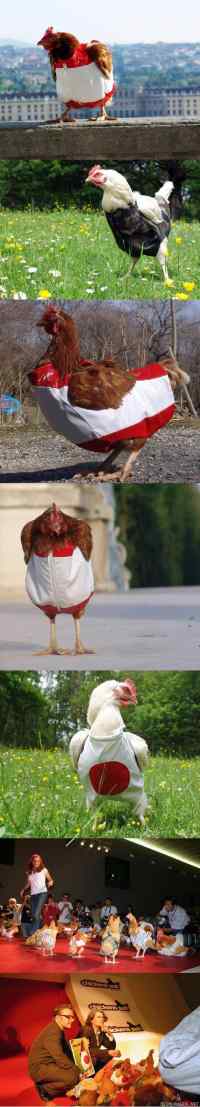 Fashion for chicken