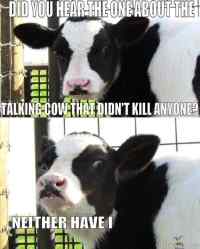 Talking cow