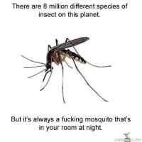 Mosquitoes