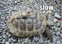 slow^2