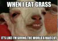 When I eat grass..