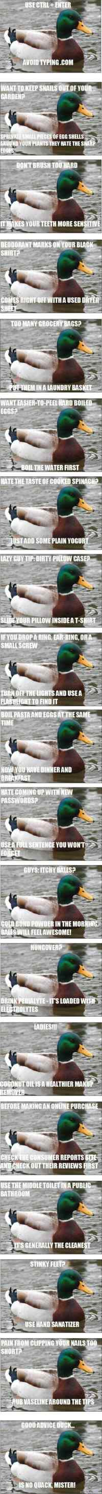 Good advice duck