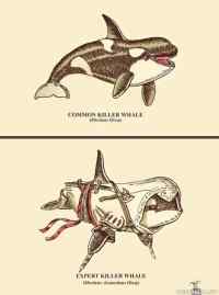 Killer whales