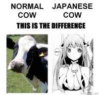 Cows - Tavallinen lehmä ja Japanilainen lehmä