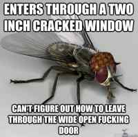 Scumbag fly