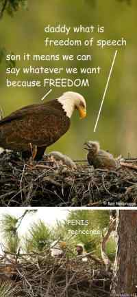 Freedom eagles