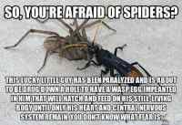 Afraid of spiders?