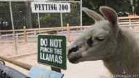 Do not punch the llamas