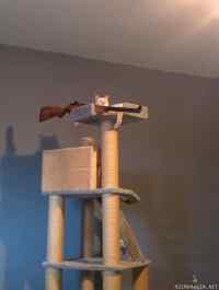 Sniper cat