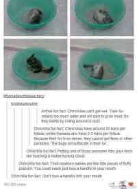 Chinchilla facts