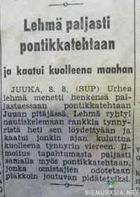 Lehmä paljasti pontikkatehtaan - Taisi olla vasikka..