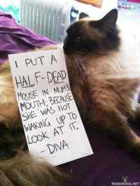 Cat shaming