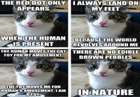 Sudden clarity cat