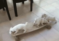 Puppy train