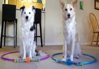 Dogs teaching chemistry