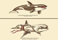 Killer whales