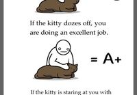 How to pet a kitty