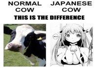 Cows