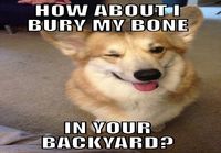 Kinky corgy