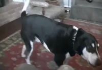 Dog wants a kitty