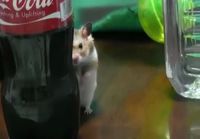 Hamsteri vaanii