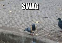 Pigeon got swag