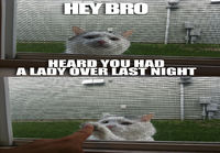 cat bro