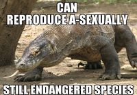 Bad luck Komodo dragon