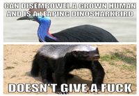 Honey badger and cassowary