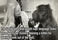 Koko the gorilla