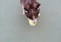 Huskynpentu ja tennispallo