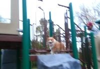 Corgi ja liukumäki