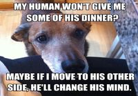 Dog logic