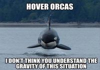 Hover orcas