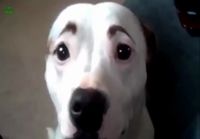 Dogs with eyebrows