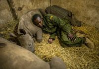 Eläintenhoitaja nukkumassa sarvikuonon poikasten kanssa