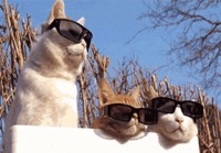 Cool cats