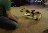 Corgi rodeo