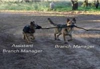 Branch managers