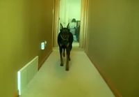 Dobermanni hyökkää kimppuun