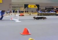 Bassetin agility