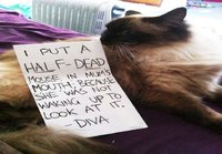 Cat shaming