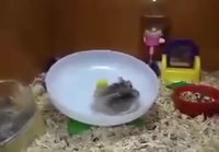 Interstellar hamsterit