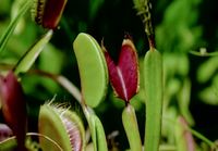 True Facts : Carnivorous Plants