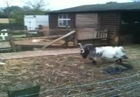 Soccer playing goat