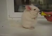 Chinchilla