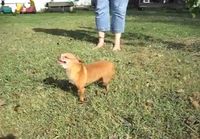 Chihuahua aivastaa