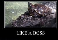 Like a boss