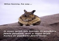 Wise bunny