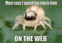 Cutest spider ever?